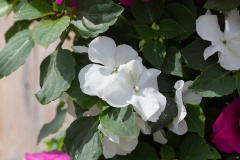 Vlijtig Liesje – Impatiens Copy