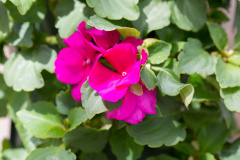 Vlijtig Liesje – Impatiens Copy