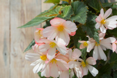 Begonia Copy