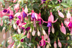 Fuchsia Copy