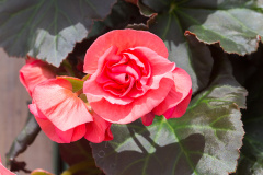 Begonia Copy