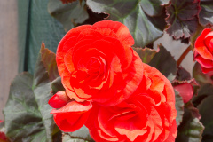 Begonia Copy