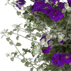 Mix Verbena – Helichrysum