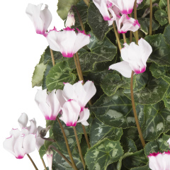 Cyclamen