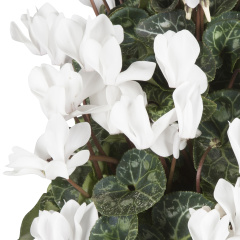 Cyclamen