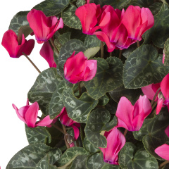 Cyclamen