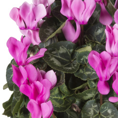 Cyclamen