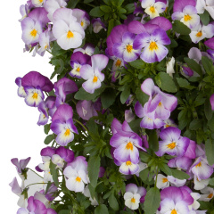 Pansy (Violet)