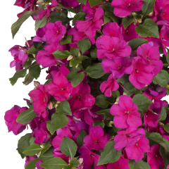 Impatiens