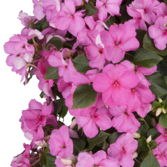 Impatiens