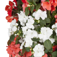 Impatiens