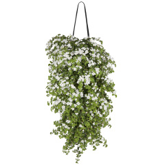 Bacopa – Sutera