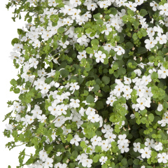 Bacopa – Sutera