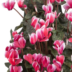 Cyclamen