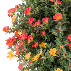 Portulaca