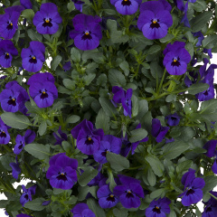 Pansy (Violet)