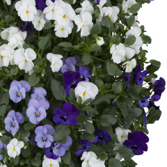 Pansy (Violet)