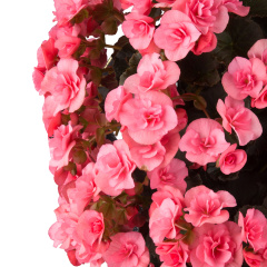 Begonia