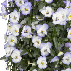 Pansy (Violet)