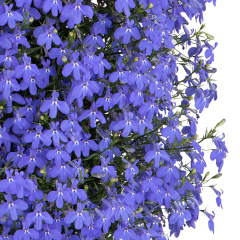 Campanula – Lobelia