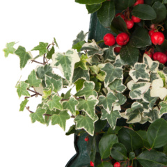 Gaultheria – Hedera